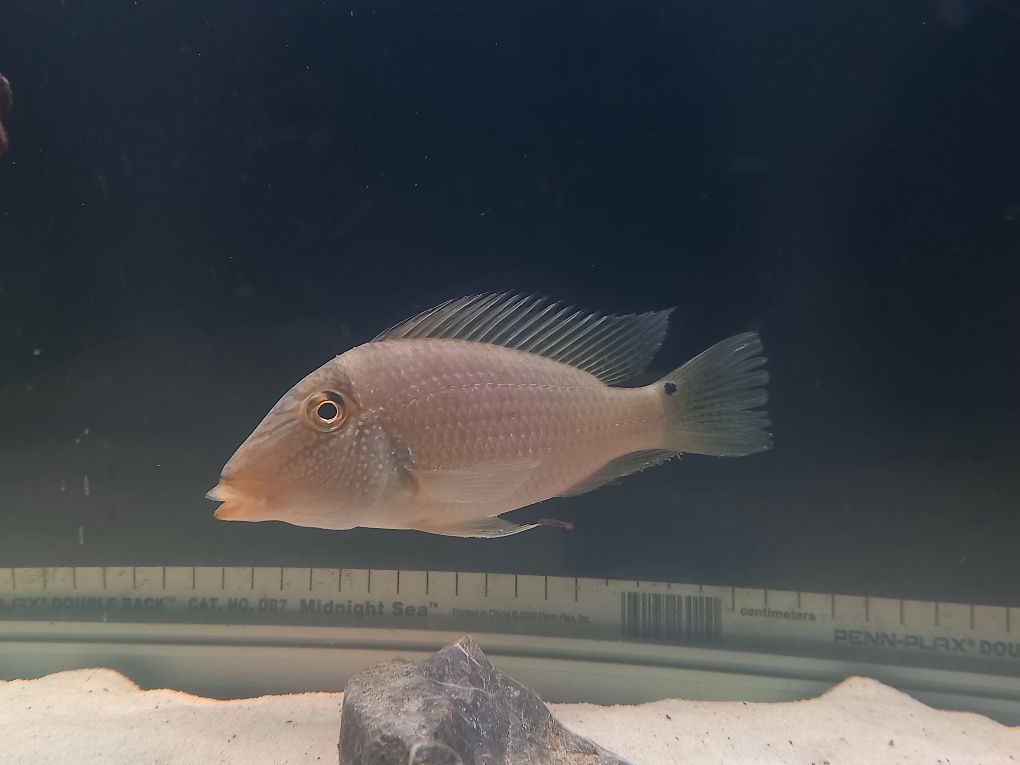 Geophagus/Santanopercas com 20 e 16 cm