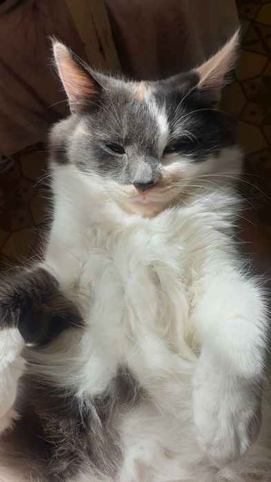 Кошенята турецької ангори