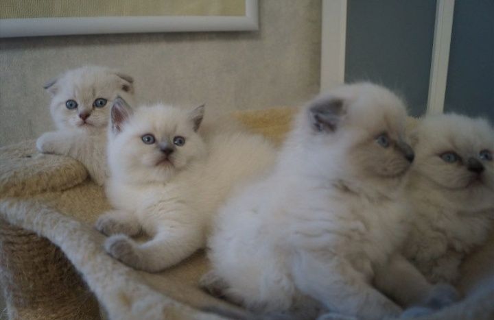 Очарование! Котята, скоро 2 месяца