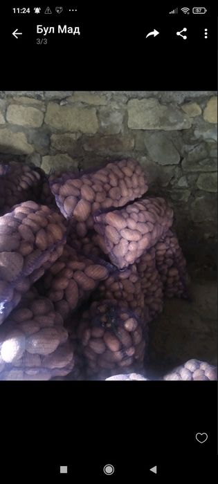 Продаж картоплі Белла роса. Слов'янка