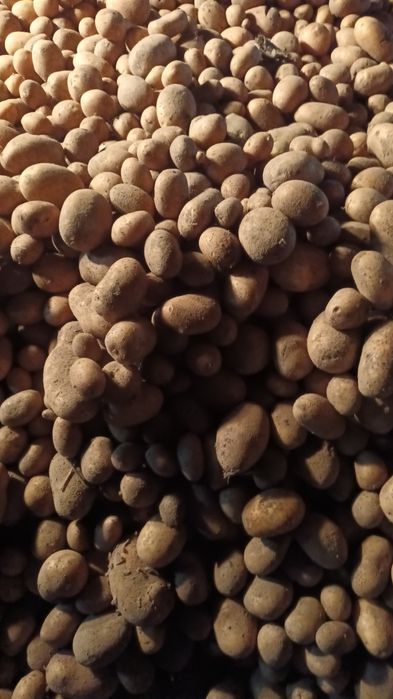 Ziemniaki Katania Ricarda Melody