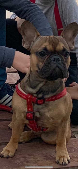 Французский бульдог приглашает на свидание