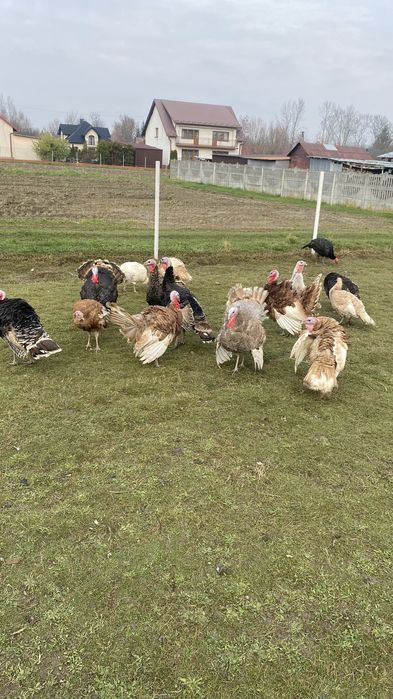 Kaczki, perliczki, indyki, biegusy indyjskie