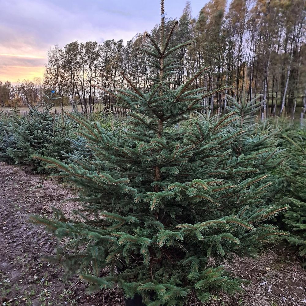 Świerk srebrny choinki TRANPOSRT SADZENIE plantacja producent