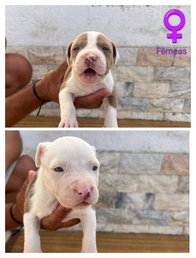 Filhotes PitBull
