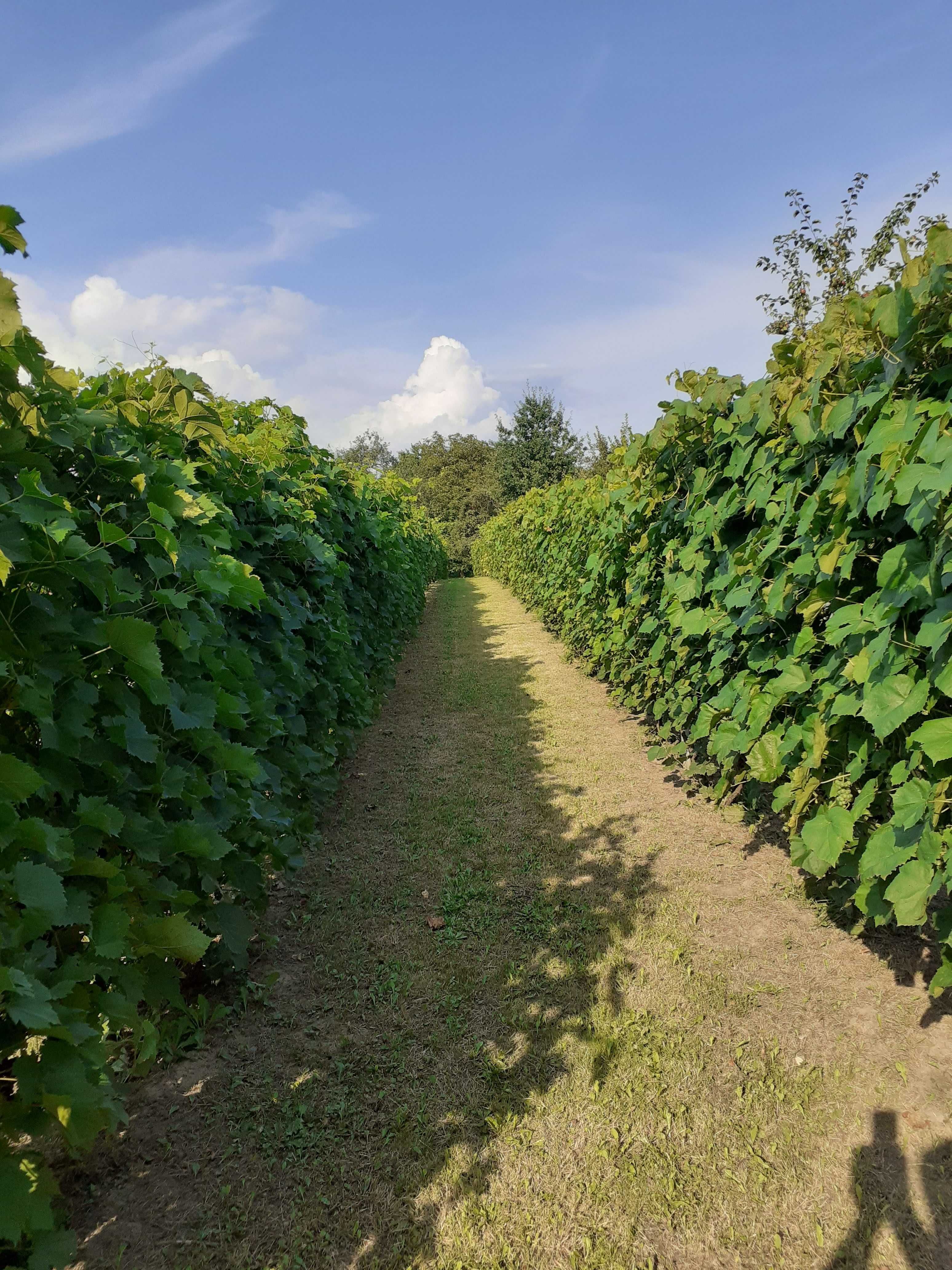 winogron sadzonki- winorośl-winogrona na wino oraz deserowe