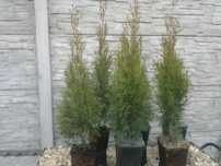Tuja Szmaragd doniczka 8 sztuk thuja smaragd