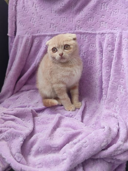 Шотландские котята