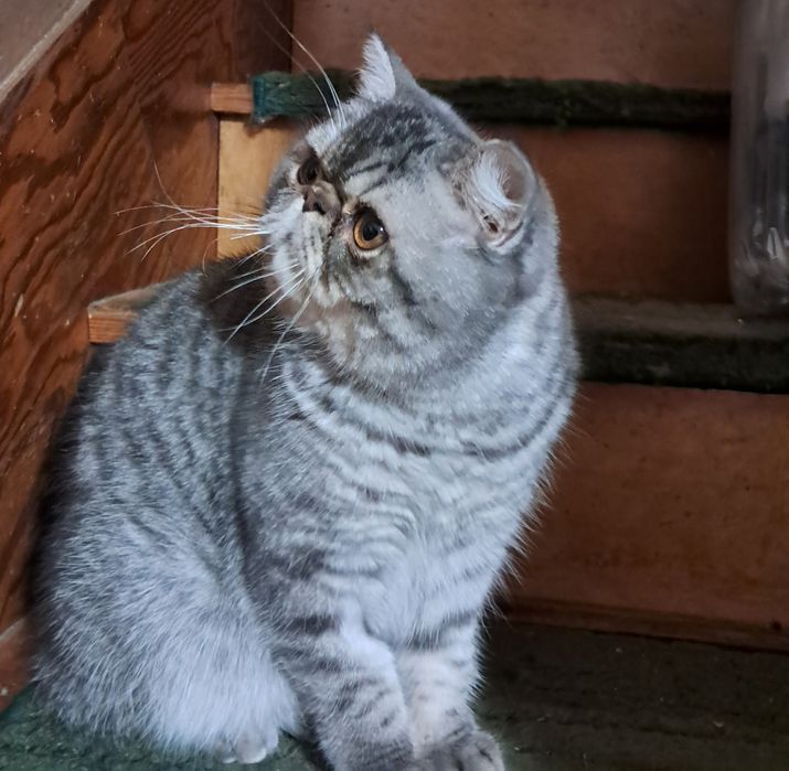 Kocurek egzotyczny 8 miesięczny,  Warszawa