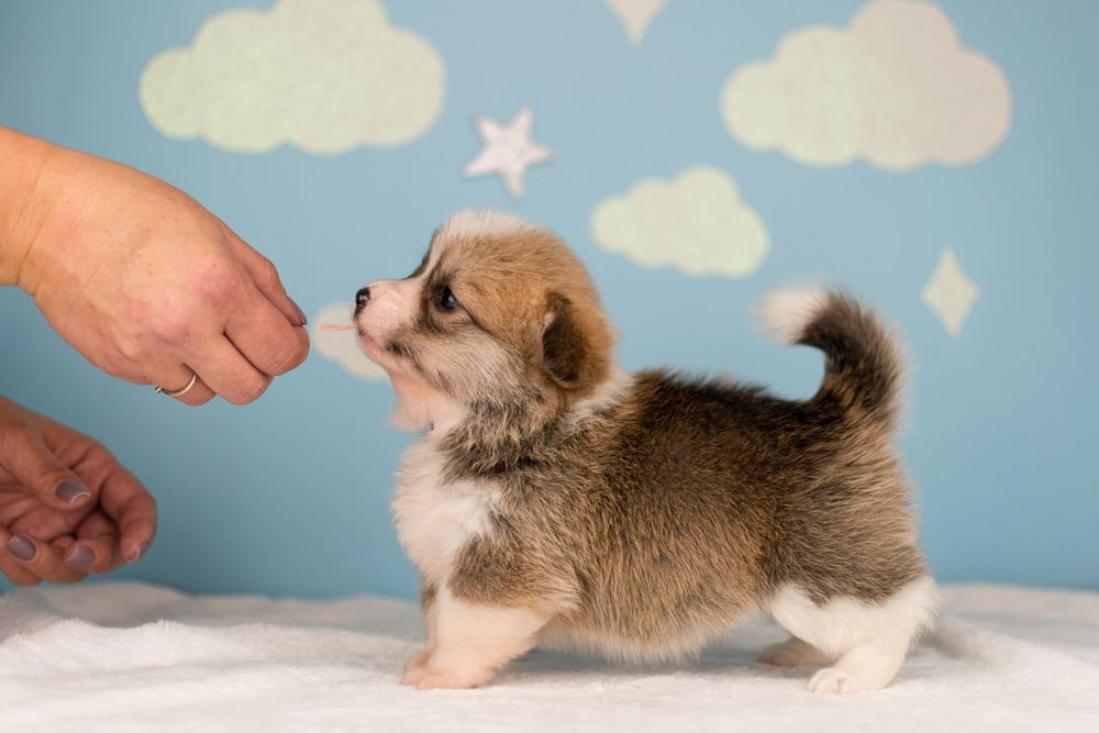 Пропонується хлопчик вельш коргі пемброк до попереднього бронювання.