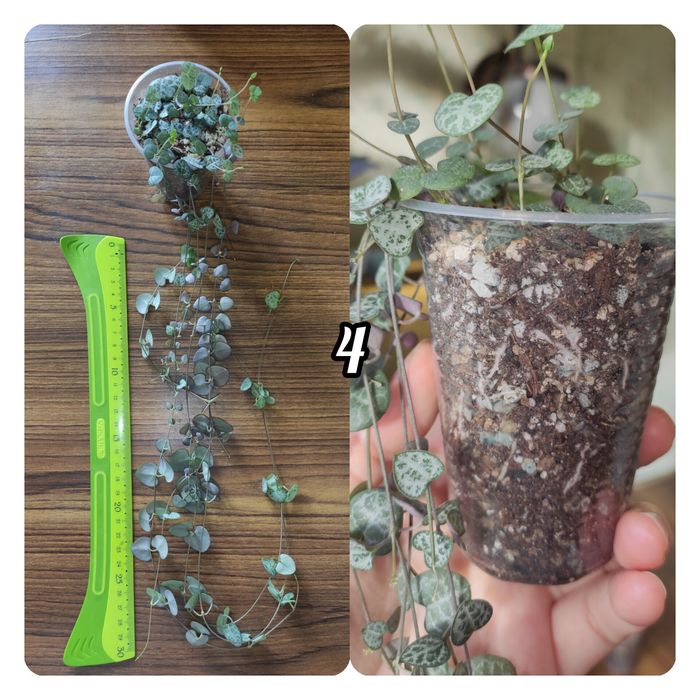 Церопегія Вуду( Ceropegia woodii)