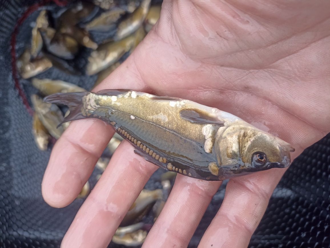 Karp ,Lin,Szczupak, Płoć narybek