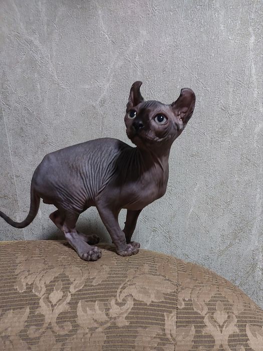 Чёрный мальчик ельф резиночка.Находится в Николаеве.