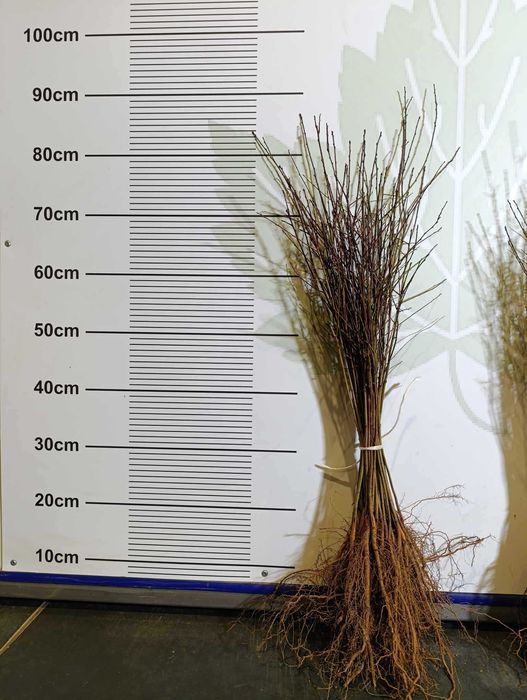 Ałycza - Podkładka dla drzew owocowych (śliw i innych) WIOSNA 2025