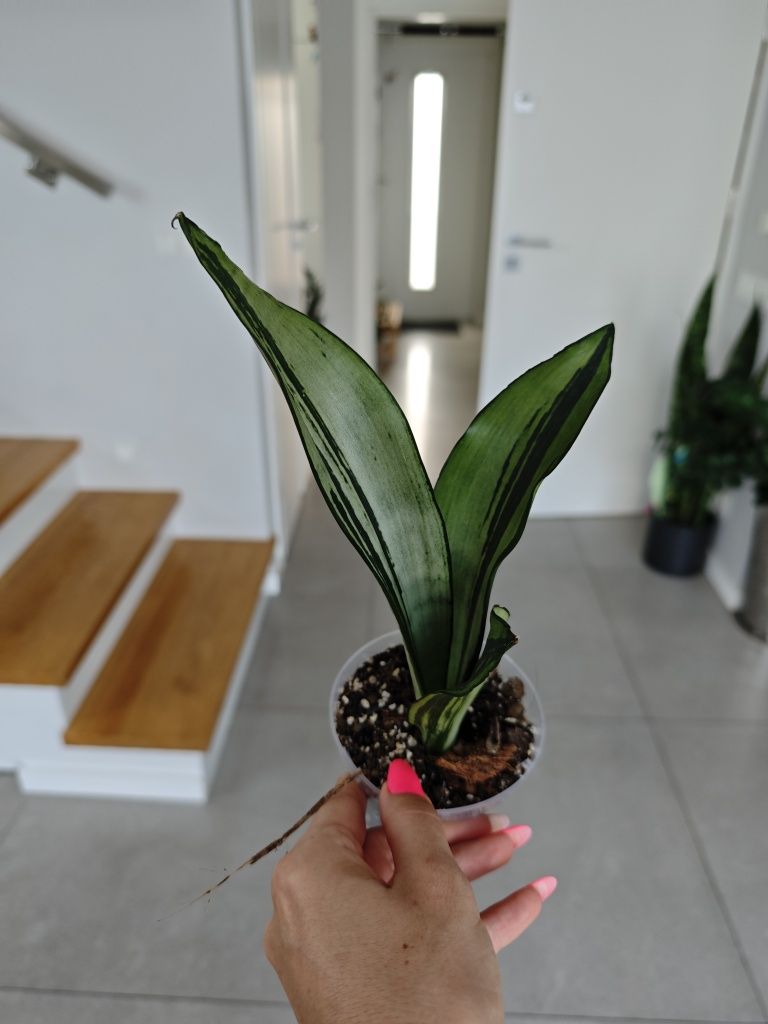 Sansevieria Moonshine mutation