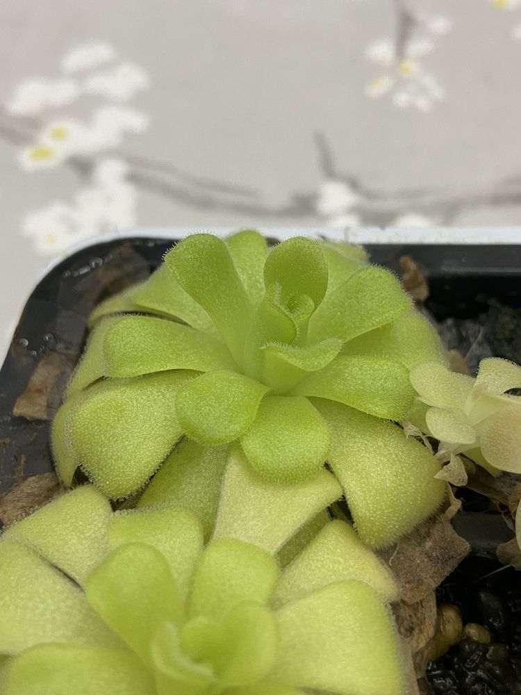 Pinguicula agnata