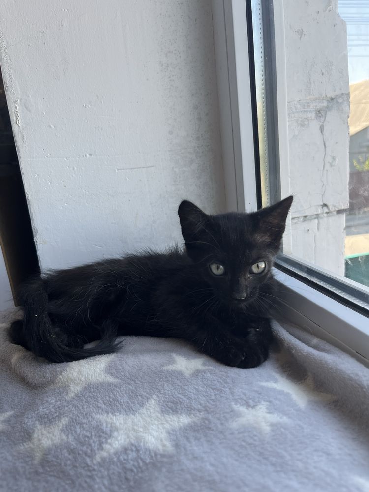 Котенята, котята, котики, котёнок, кіт, кот, котеня хлопчик з притулку
