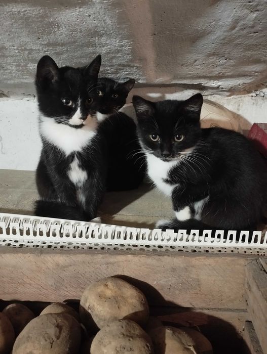 Віддам в добрі руки