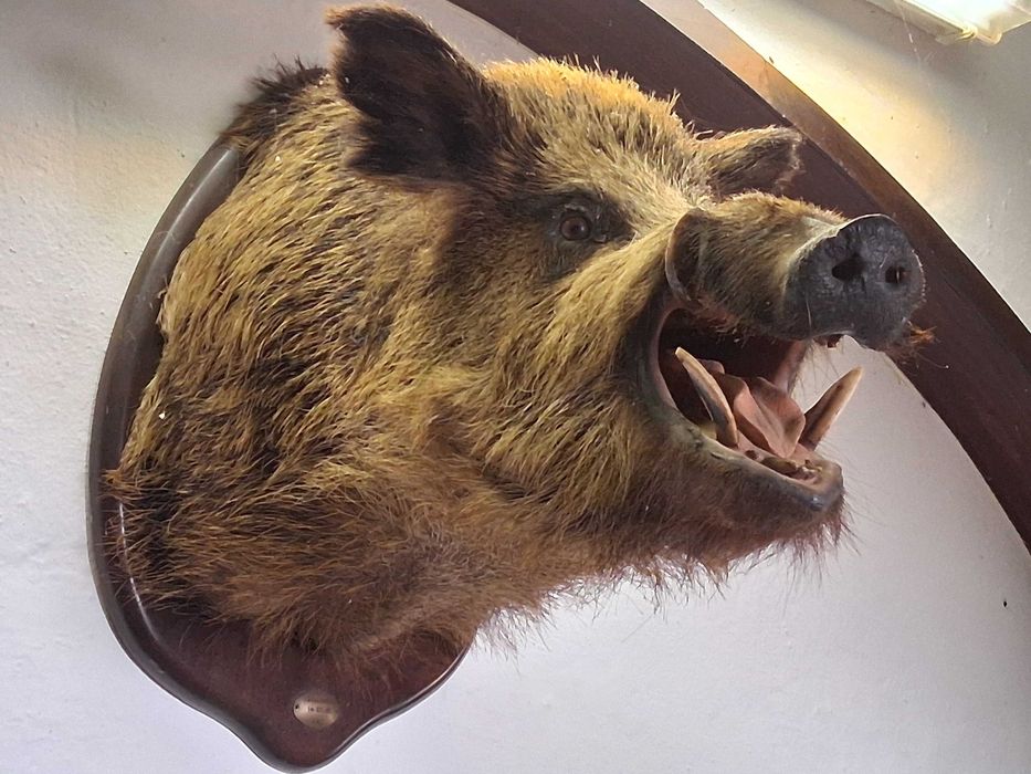 Troféu Cabeça de Javali - Medalha de Prata