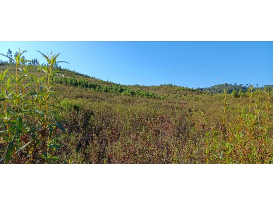 Arrendamento de Terreno Rústico - 30.400 m²