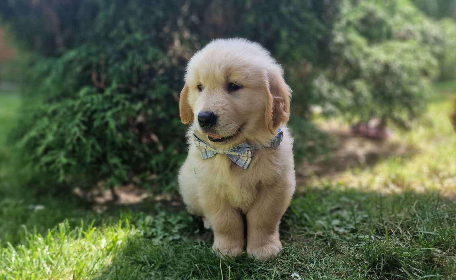 Golden Retriever