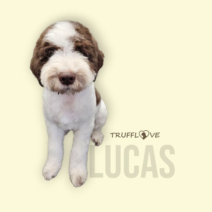 Lagotto Romagnolo FCI biało-brązowy piesek, STRANGER LUCAS, Trufflove