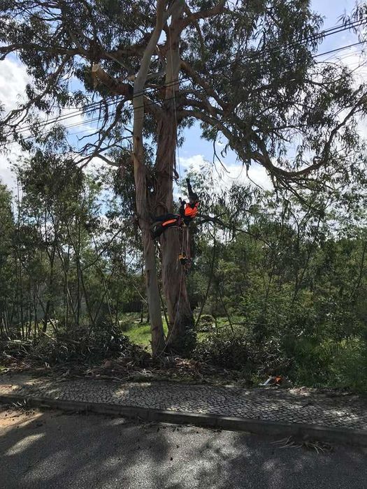 Limpeza de terrenos e corte de árvores