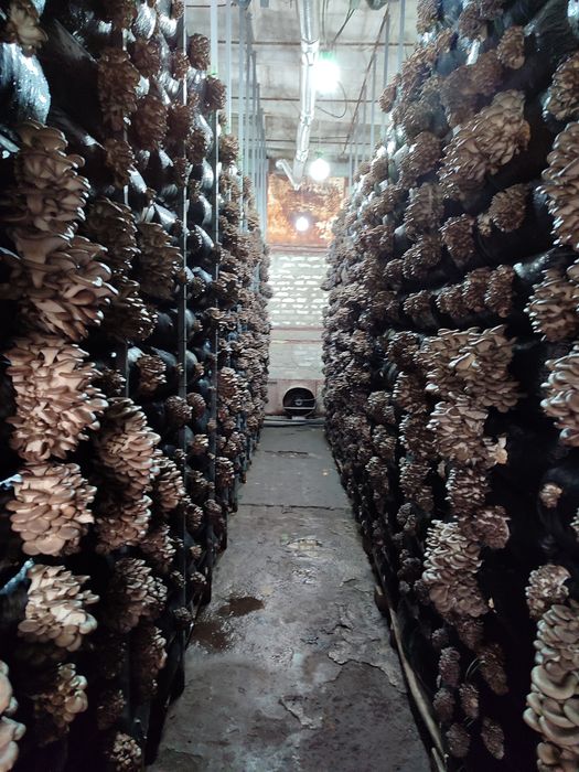 Мицелий вешенки К-17.