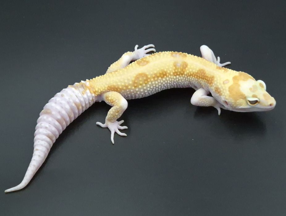 Gekony lamparcie / Eublefary lamparcie