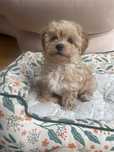 Maltipoo suczka mix maltipoo & pudel toy do odbioru
