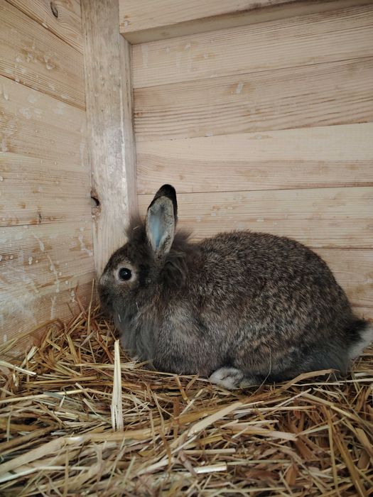 Krolik miniaturka samiec 6.miesiecy