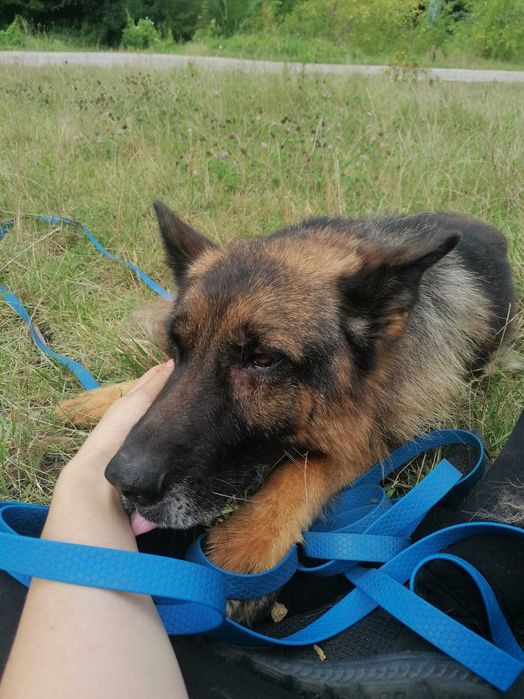 Cudowny Zorro szuka kochającego domu! W typie owczarka niemieckiego!