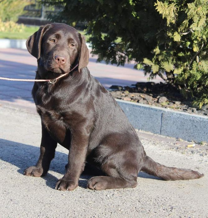 Дві красуні лабрадора