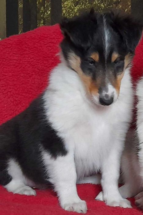 *Owczarek Szkocki Collie długowłosy*  piesek Gotowy Do Odbioru