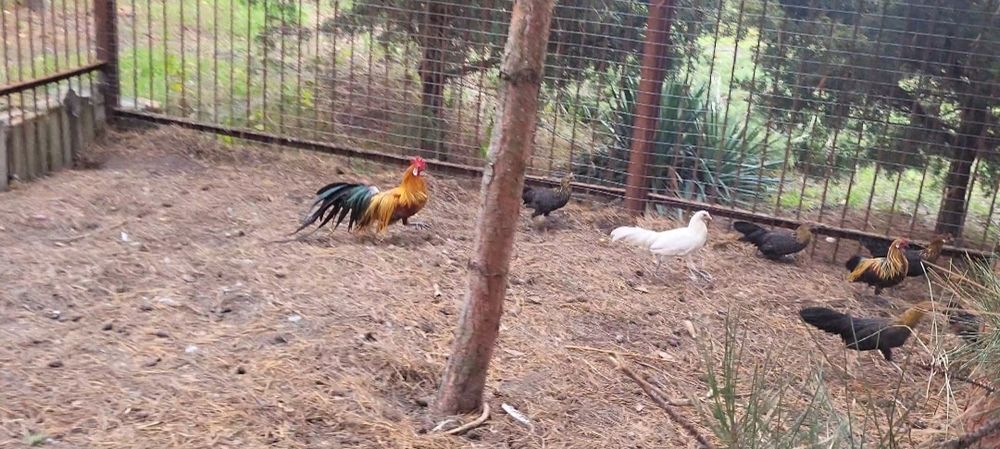 Фенікс кури продам