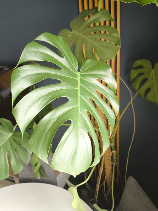 Monstera, duża i zdrowa.