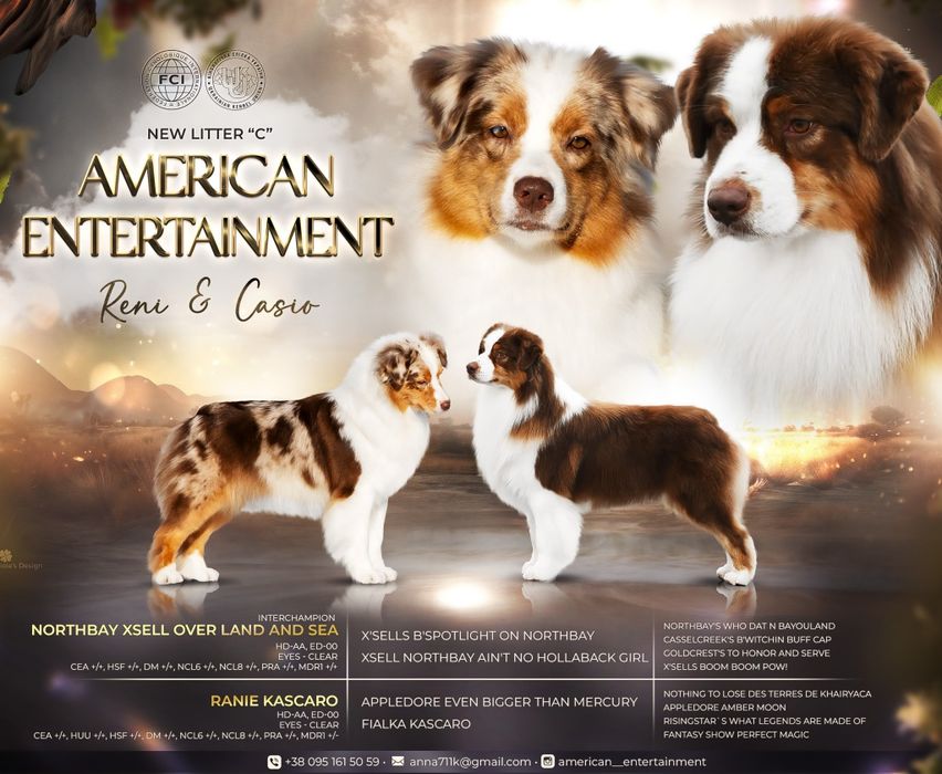 Цуценята Австралійської вівчарки (ауссі)