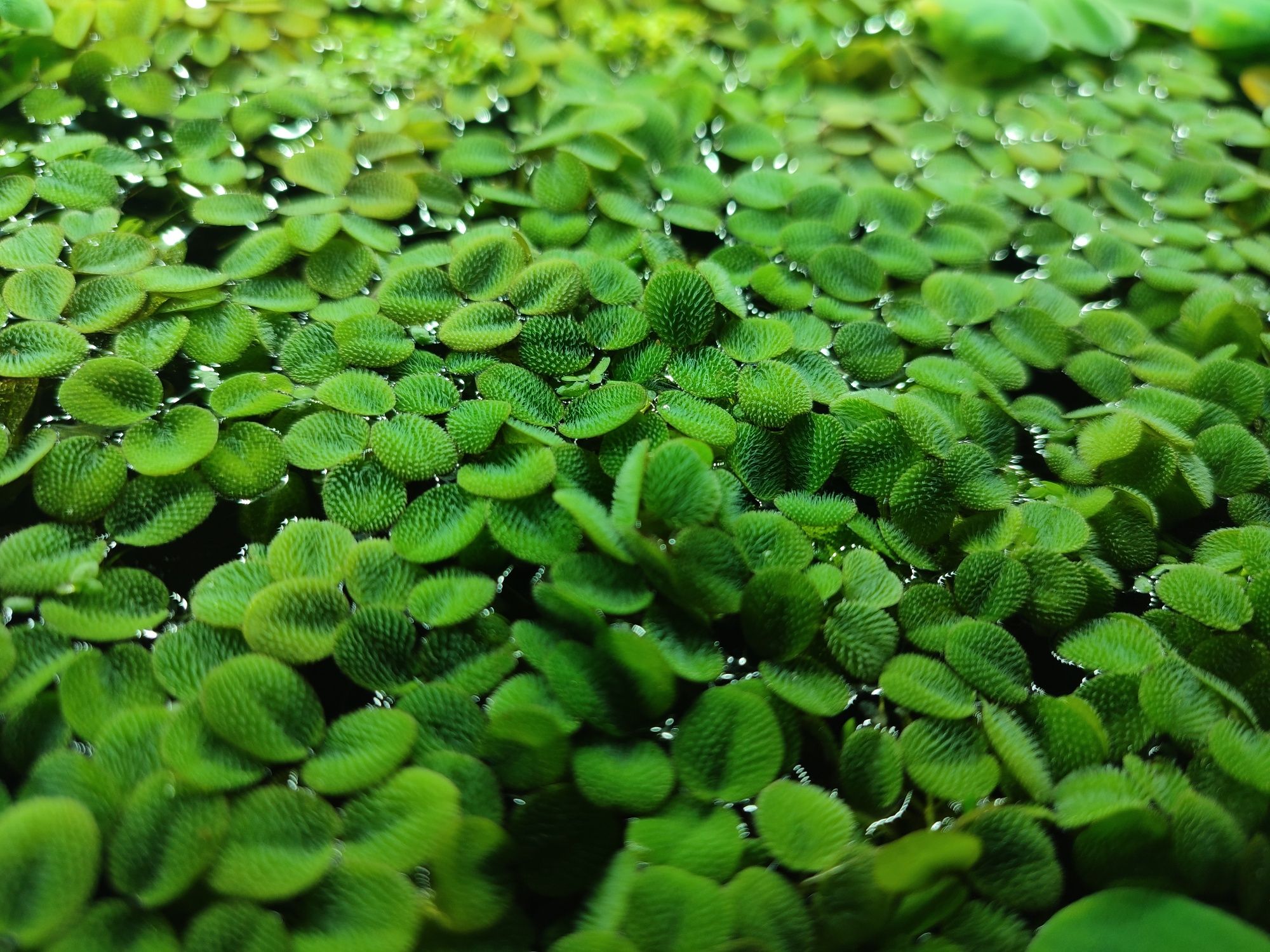 Salvinia plus Pistia