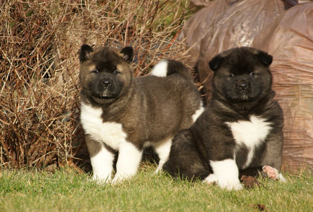 Akita amerykańska samica - DEXA