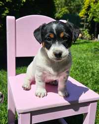 Jack Russell Terrier FCI ZKwP