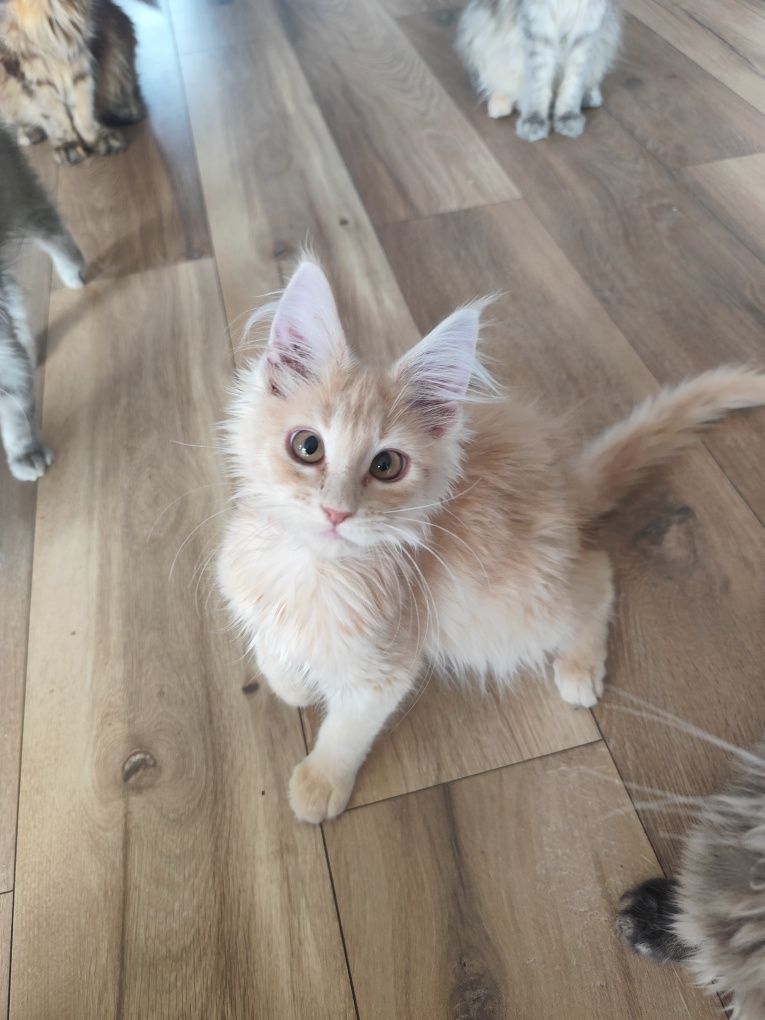 Kremowy kocurek Maine Coon- gotowy do odbioru