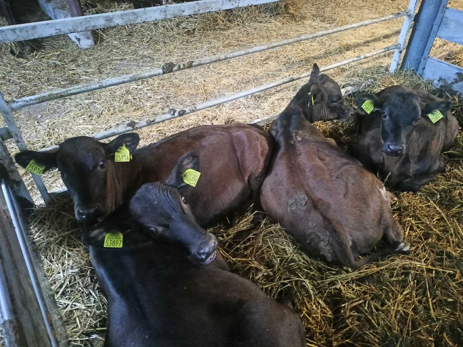 Byczki/odsadki od rolnika