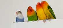 Vendo Agapornis Fischers.