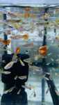 Guppys e camaroes neocaridina