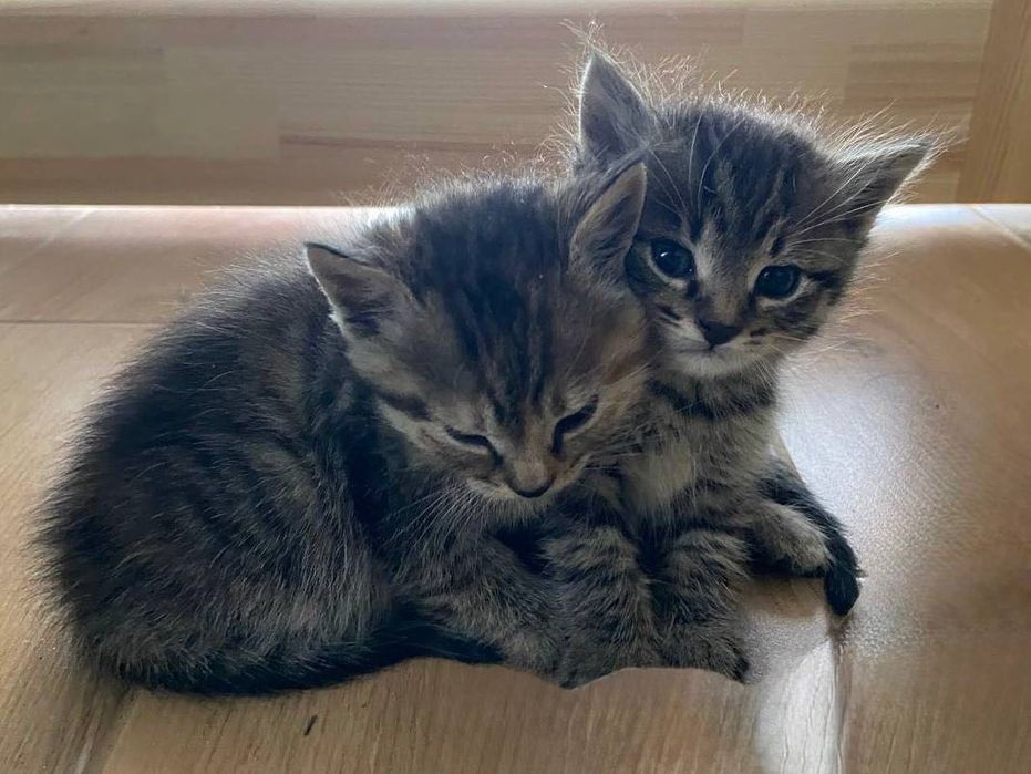 Котенята в добрі руки