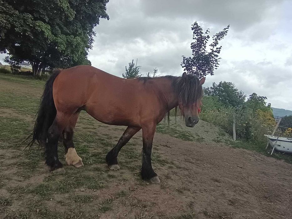 Sprzedam klacz zimnokrwista z pełnym pochodzeniem