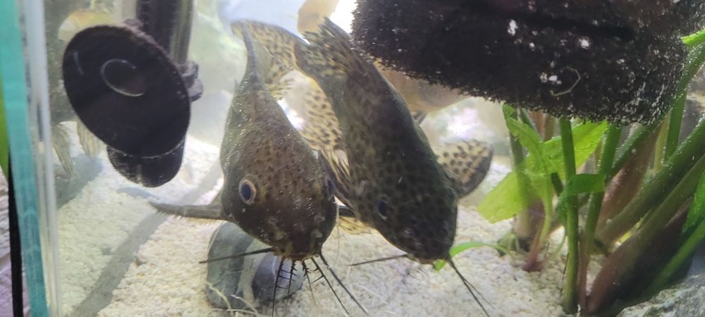 Akwarium 350 L z szafką