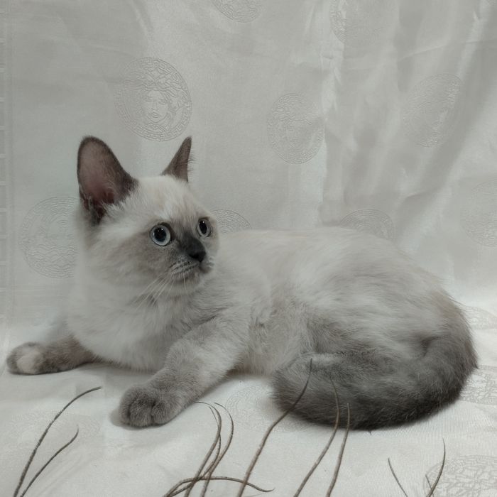 Прямовуха киця з блакитним очима