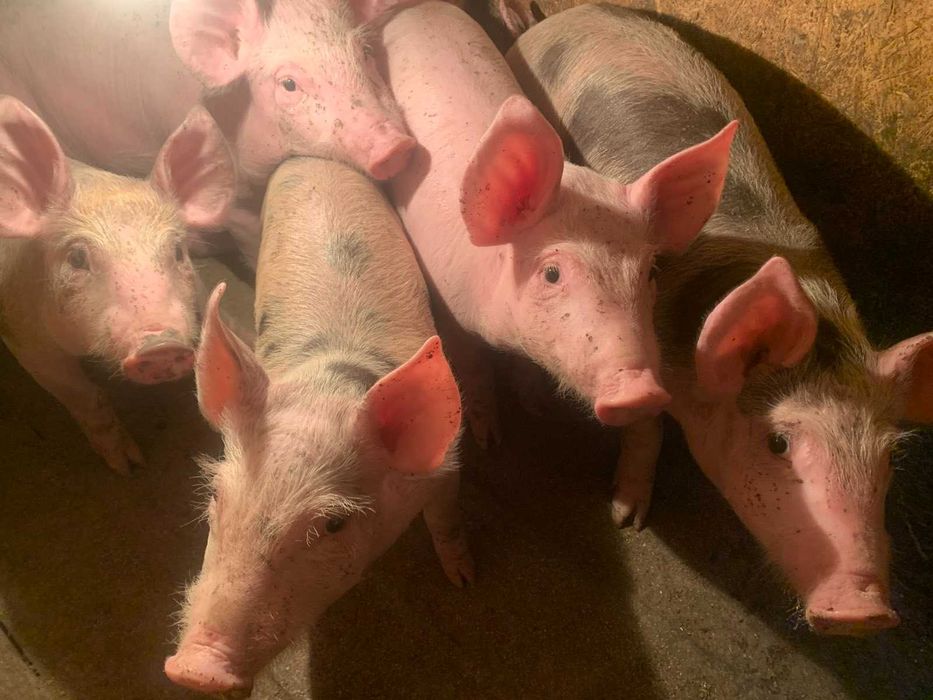 Поросята підрощені