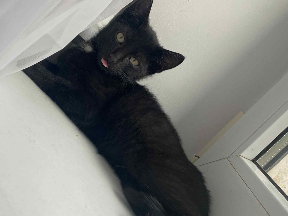 Kocurek marzy o bezpiecznym domku